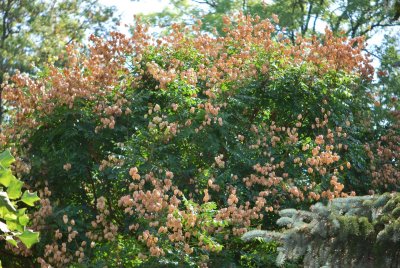 Koelreuteria paniculata - svitel latnatý - zrající plody 2